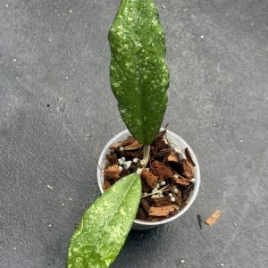 Hoya Sp. Aceh Opop (3" pot)
