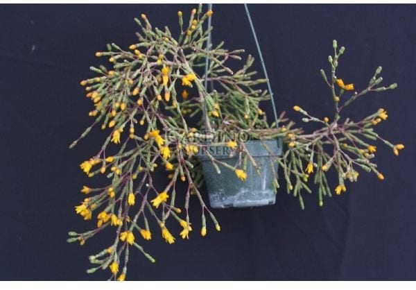 RHIPSALIS SALICORNIOIDES - Drunkard's Dream