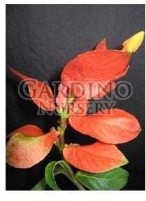 RUELLIA COLORATA - Lobster Claw - Wild Petunia - Colorama