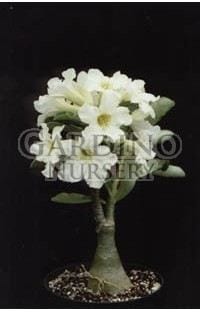 ADENIUM OBESUM WHITE - Desert rose
