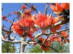BUTEA MONOSPERMA - Flame of the Forest