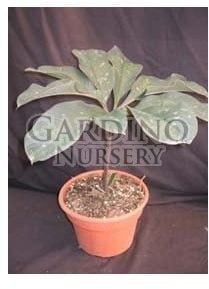 AMORPHOPHALLUS ATROVIRIDIS - Voodoo Lily