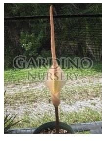AMORPHOPHALLUS ATROVIRIDIS - Voodoo Lily