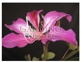 BAUHINIA X BLAKEANA - Hong Kong Orchid Tree