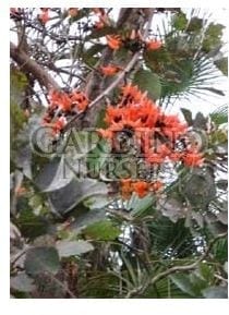 BUTEA MONOSPERMA - Flame of the Forest