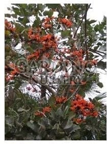 BUTEA MONOSPERMA - Flame of the Forest