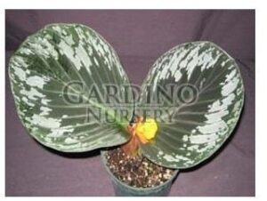 CORNUKAEMPFERIA 'JUNGLE GOLD' - Peacock Ginger
