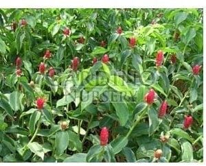 COSTUS WOODSONII - Red Button Ginger