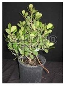 CLUSIA ROSEA 'NANA' - Dwarf Pitch Apple - Autograph Tree
