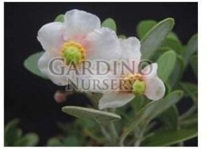 CLUSIA ROSEA 'NANA' - Dwarf Pitch Apple - Autograph Tree