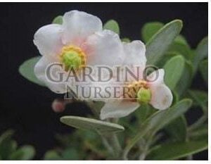 CLUSIA ROSEA 'NANA' - Dwarf Pitch Apple - Autograph Tree