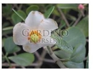 CLUSIA ROSEA 'NANA' - Dwarf Pitch Apple - Autograph Tree