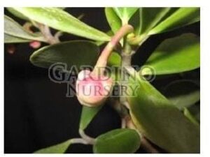 CLUSIA ROSEA 'NANA' - Dwarf Pitch Apple - Autograph Tree