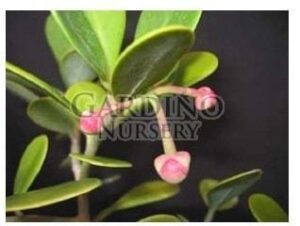 CLUSIA ROSEA 'NANA' - Dwarf Pitch Apple - Autograph Tree