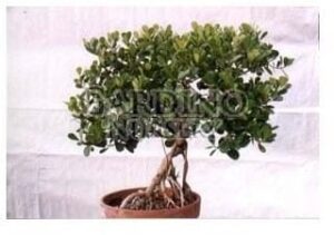 CLUSIA ROSEA 'NANA' - Dwarf Pitch Apple - Autograph Tree
