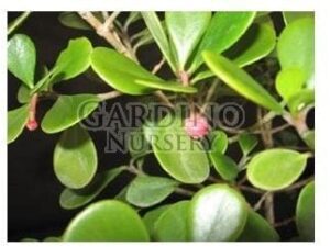 CLUSIA ROSEA 'NANA' - Dwarf Pitch Apple - Autograph Tree