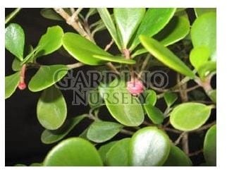 CLUSIA ROSEA 'NANA' - Dwarf Pitch Apple - Autograph Tree