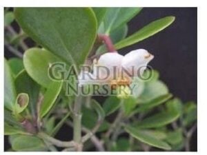 CLUSIA ROSEA 'NANA' - Dwarf Pitch Apple - Autograph Tree