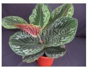 CORNUKAEMPFERIA 'JUNGLE GOLD' - Peacock Ginger