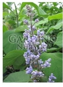 CORNUTIA GRANDIFOLIA - Tropical Lilac