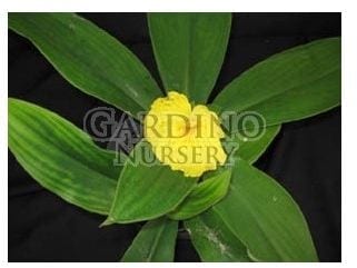 COSTUS SUBSESSILIS - Crepe Lemon Ginger