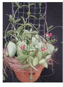 DISCHIDIA PECTINOIDES - Ant Plant