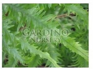 DRYNARIA RIGIDULA 'WHITEI' - Basket Fern