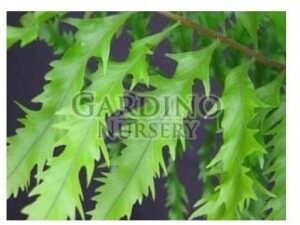 DRYNARIA RIGIDULA 'WHITEI' - Basket Fern