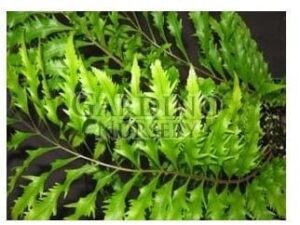 DRYNARIA RIGIDULA 'WHITEI' - Basket Fern