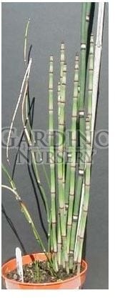 EQUISETUM HYEMALE - Horsetail