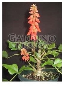 ERYTHRINA HUMEANA - Dwarf Natal Coral Tree