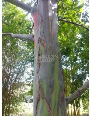 EUCALYPTUS DEGLUPTA - Rainbow Eucalyptus - Rainbow Gum