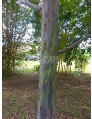 EUCALYPTUS DEGLUPTA - Rainbow Eucalyptus - Rainbow Gum