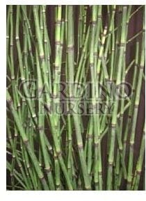 EQUISETUM HYEMALE - Horsetail