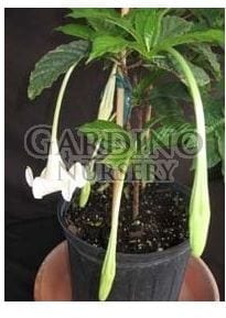 EUCLINIA LONGIFLORA - African Tree Gardenia