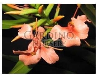 HEDYCHIUM 'ELIZABETH' - Hardy Ginger Lily