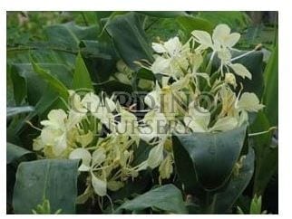 HEDYCHIUM FLAVUM - Yellow Butterfly Ginger