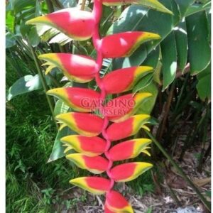 HELICONIA ROSTRATA - Lobster Claw