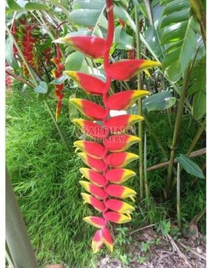 HELICONIA ROSTRATA - Lobster Claw