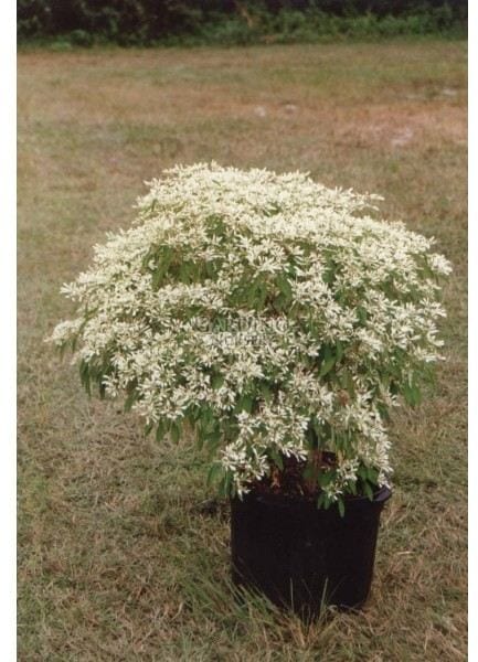 EUPHORBIA LEUCOCEPHALA - Pascuita