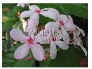 KOPSIA FRUTICOSA - Shrub Vinca - Pink Gardenia