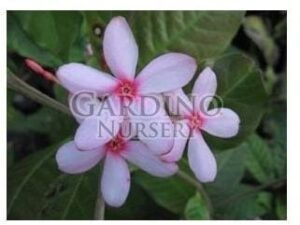 KOPSIA FRUTICOSA - Shrub Vinca - Pink Gardenia