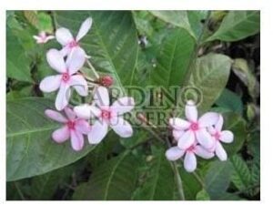 KOPSIA FRUTICOSA - Shrub Vinca - Pink Gardenia