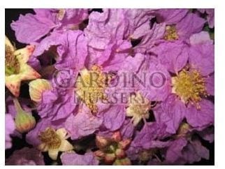 LAGERSTROEMIA SPECIOSA - Queen Crape Myrtle