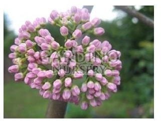 MELICOPE ELLERYANA - Corkwood - Pink Flowered Doughwood