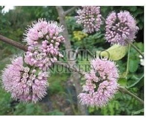 MELICOPE ELLERYANA - Corkwood - Pink Flowered Doughwood