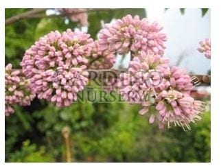 MELICOPE ELLERYANA - Corkwood - Pink Flowered Doughwood