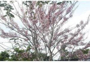 CASSIA BAKERIANA - Apple Blossom Tree - Pink Cassia - Pink Shower Tree