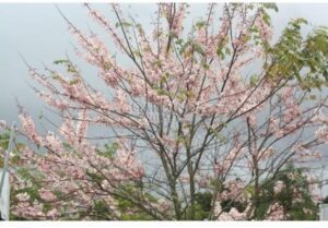 CASSIA BAKERIANA - Apple Blossom Tree - Pink Cassia - Pink Shower Tree