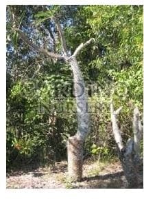 PACHYPODIUM LAMEREI - Madagascar Palm